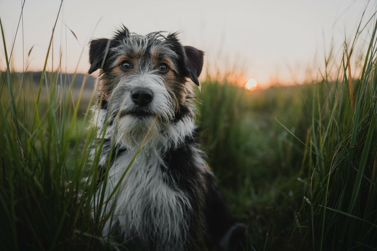 Wat is een hond met hotspot?