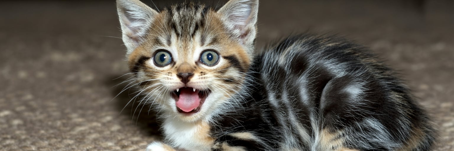 Kattenkruid