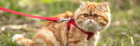 Kattentuigjes