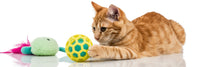 Kattenspeeltjes