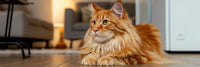 Kattensupplementen