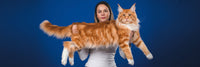 Krabpaal Maine Coon