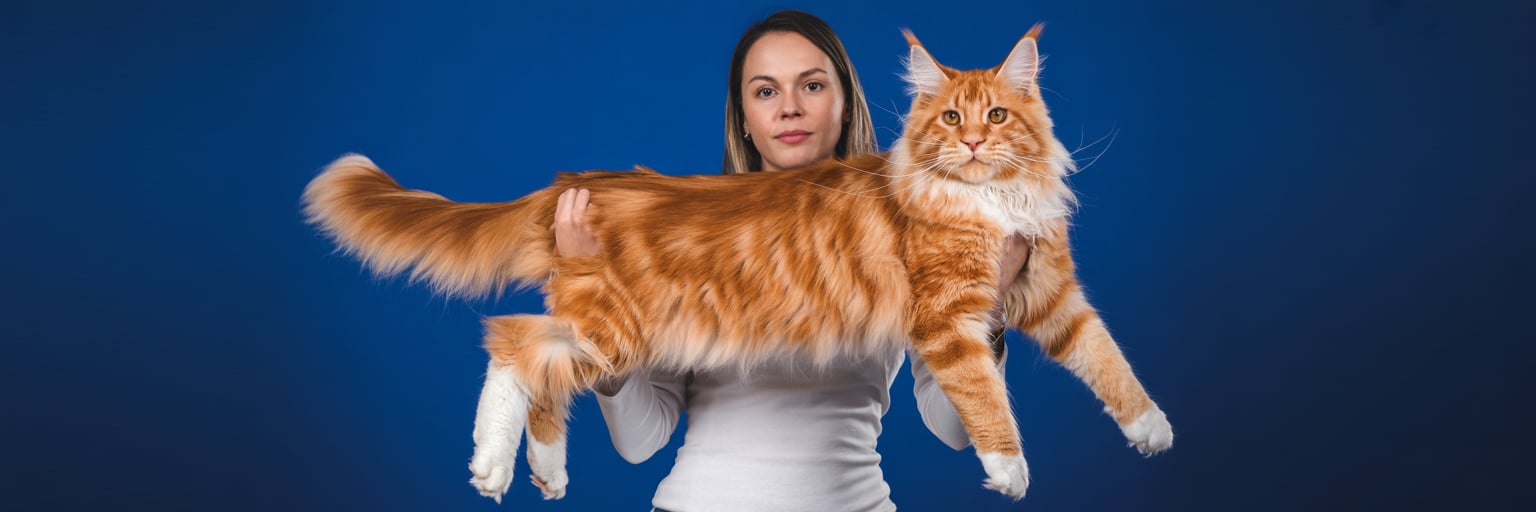 Krabpaal Maine Coon