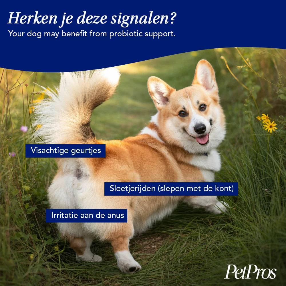 HondXL⁺ Anti-Anaalklieren