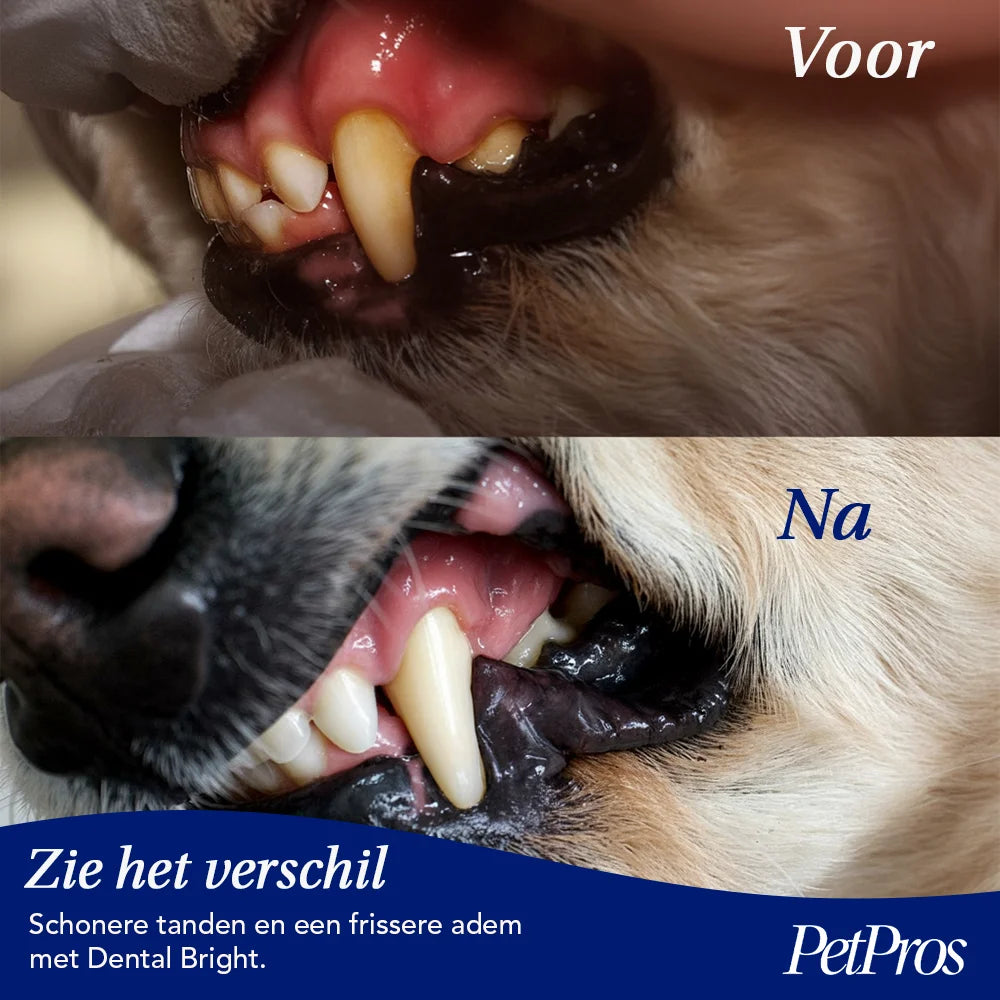 HondXL⁺ Dental Bright