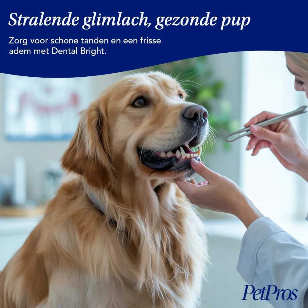 HondXL⁺ Dental Bright