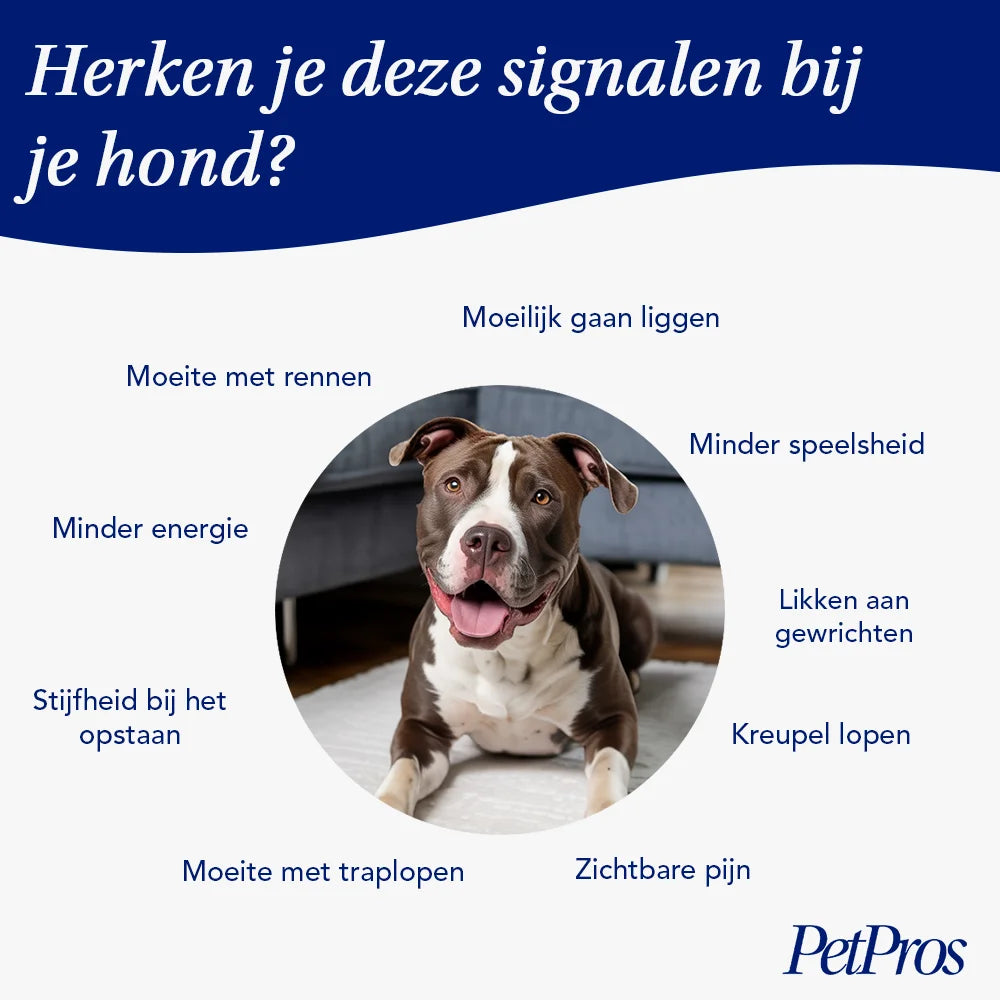 HondXL⁺ Heup & Gewrichten