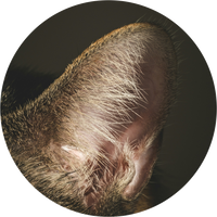 Topic image