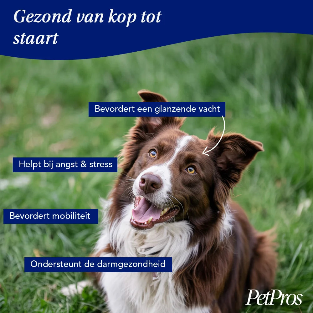 Hennepzaadolie voor Honden | PetPros
