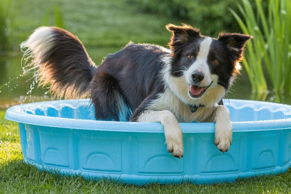 Verkoeling voor de hond
