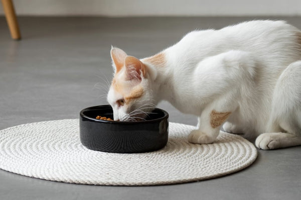 Kattenbaken