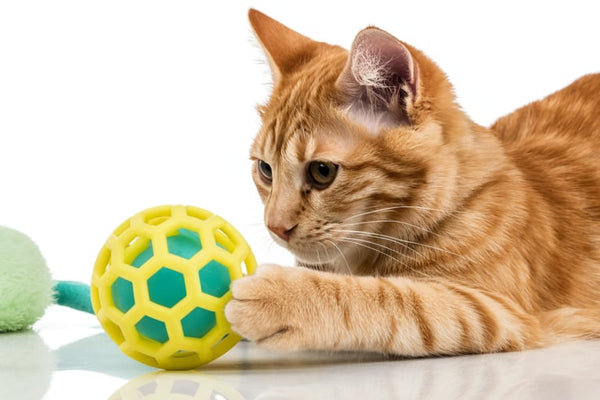 Kattenspeeltjes
