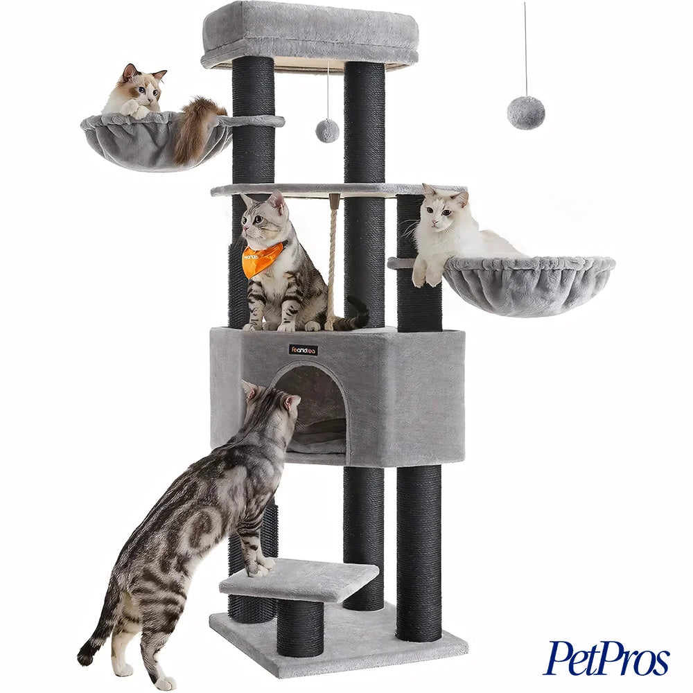 Krabpaal Maine Coon | PetPros