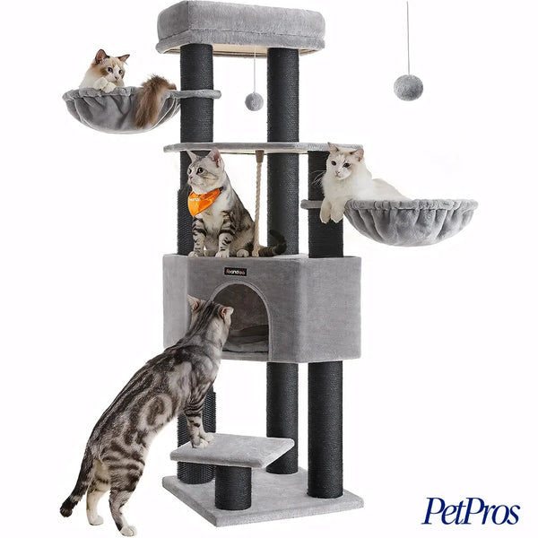 Krabpaal Maine Coon | PetPros