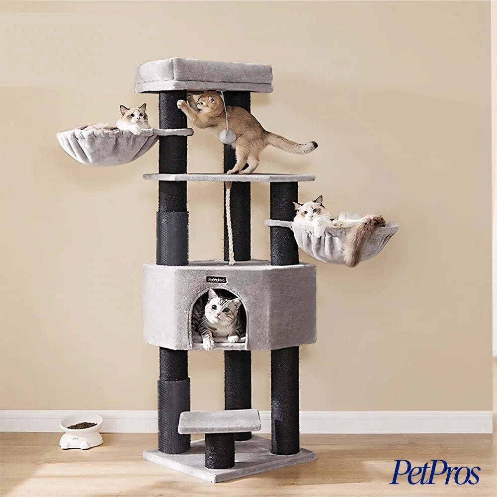 Krabpaal Maine Coon | PetPros