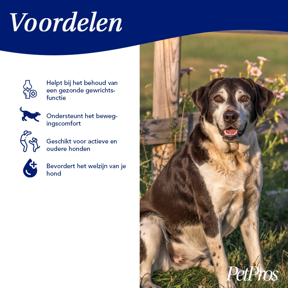 SiliciumBoost – Gewrichten & Mobiliteit | PetPros