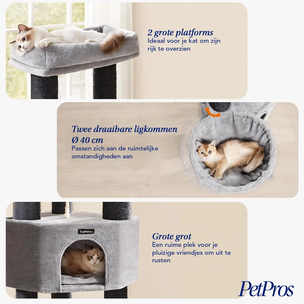 Krabpaal Maine Coon | PetPros